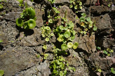 Pennywort